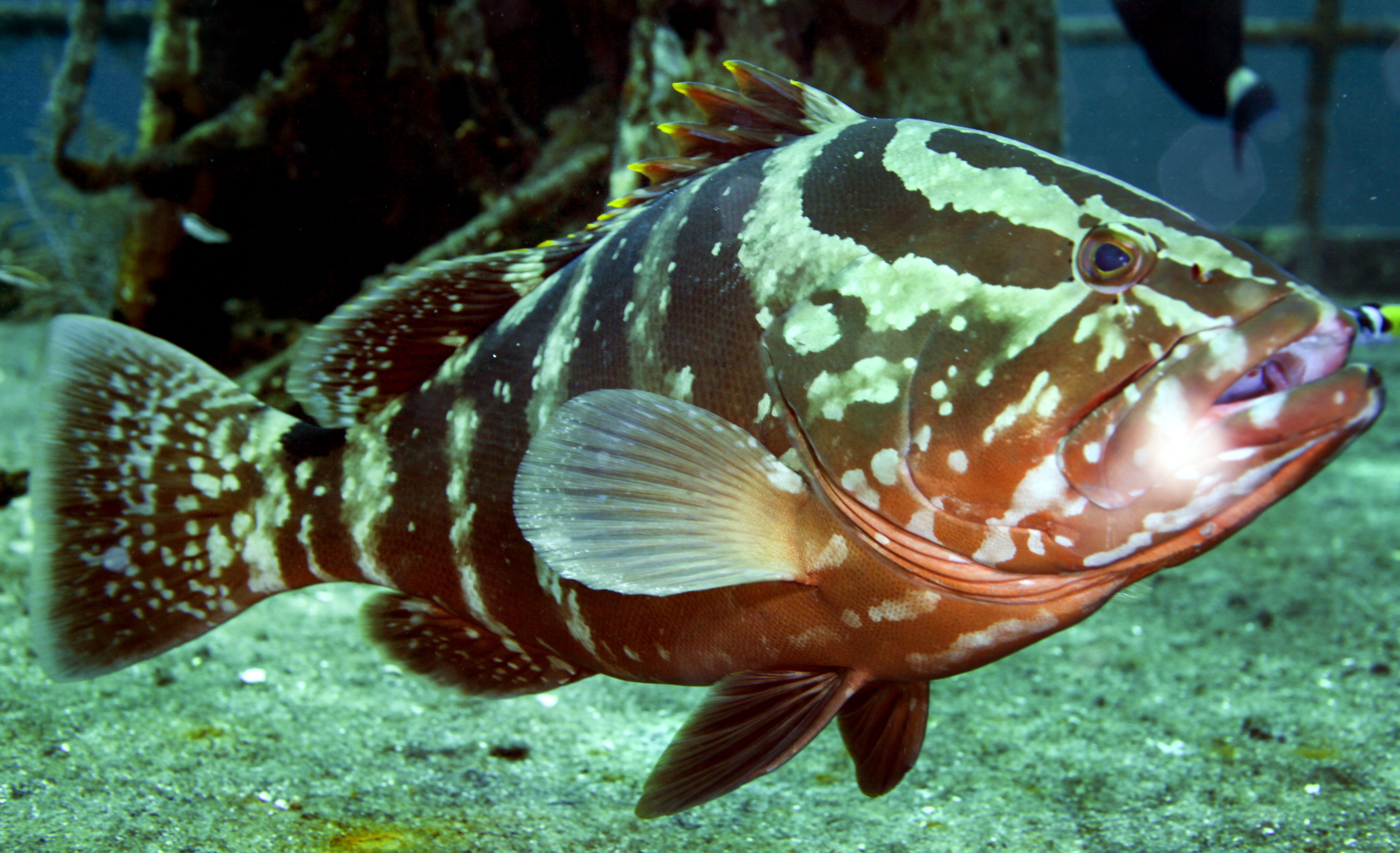 Grouper018.jpeg