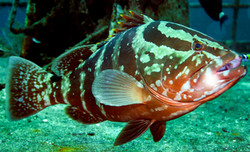 Grouper018.jpeg