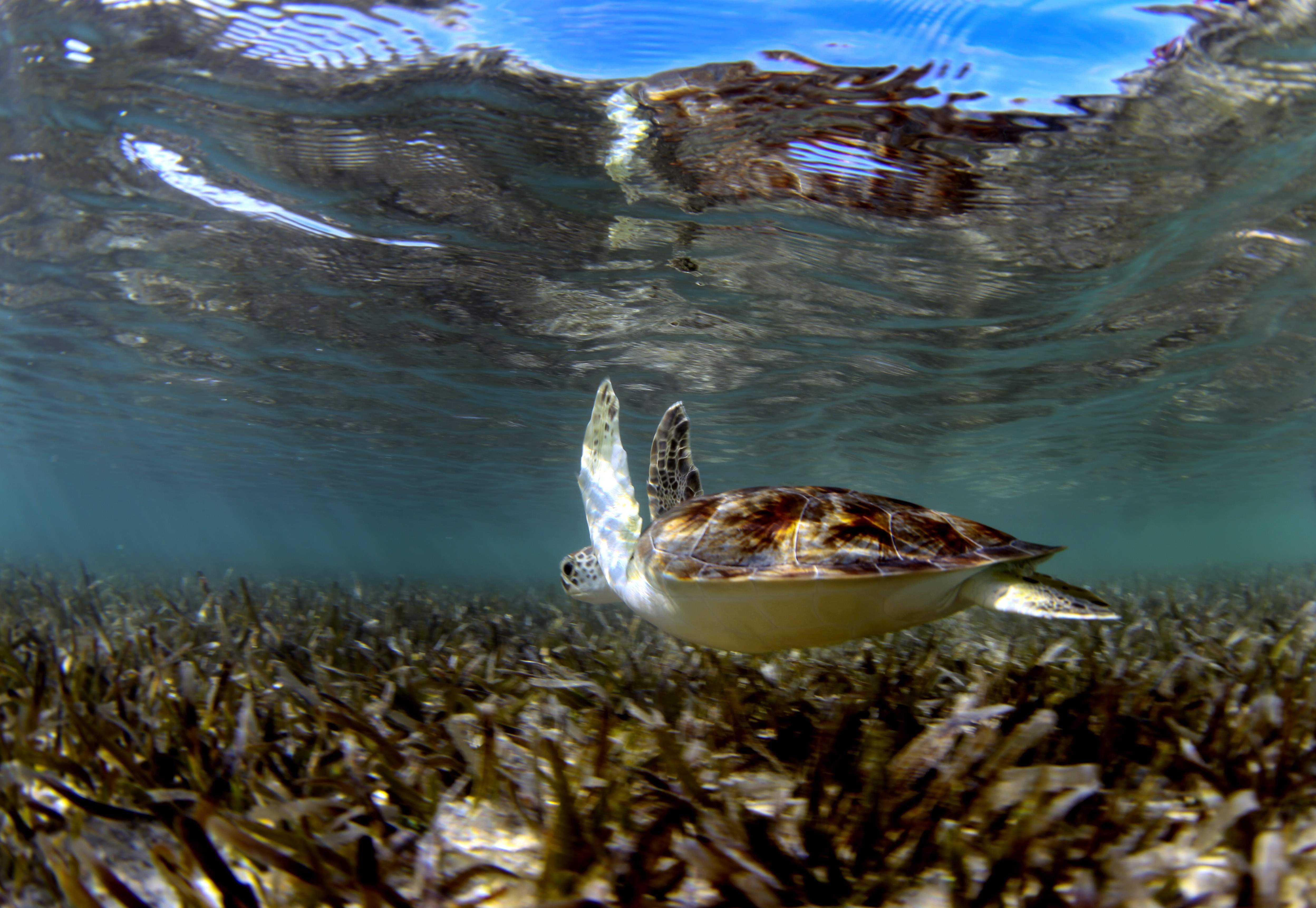 Turtles039.jpeg