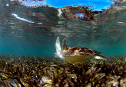 Turtles039.jpeg