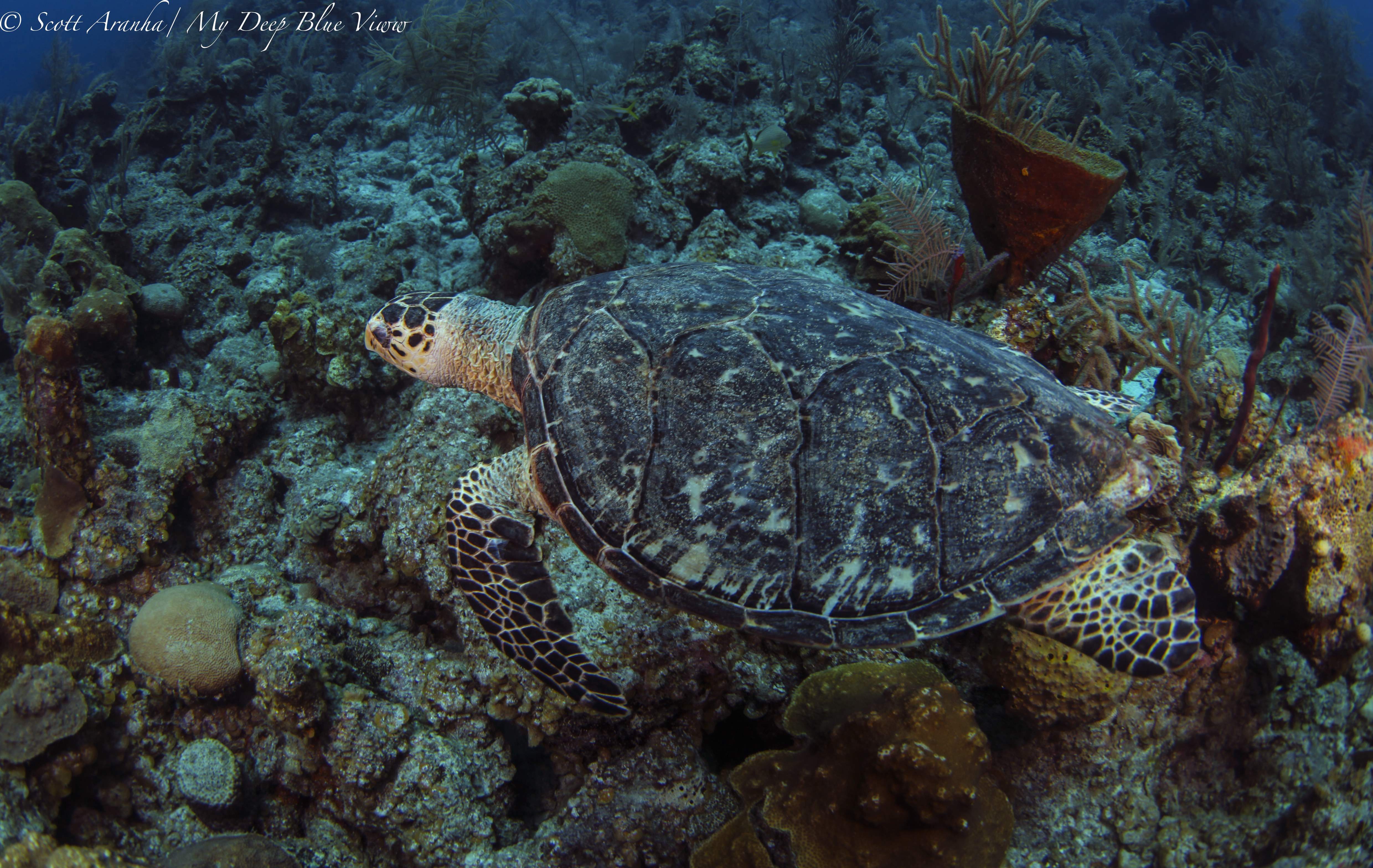 Turtles057.jpeg