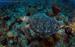 Turtles057.jpeg