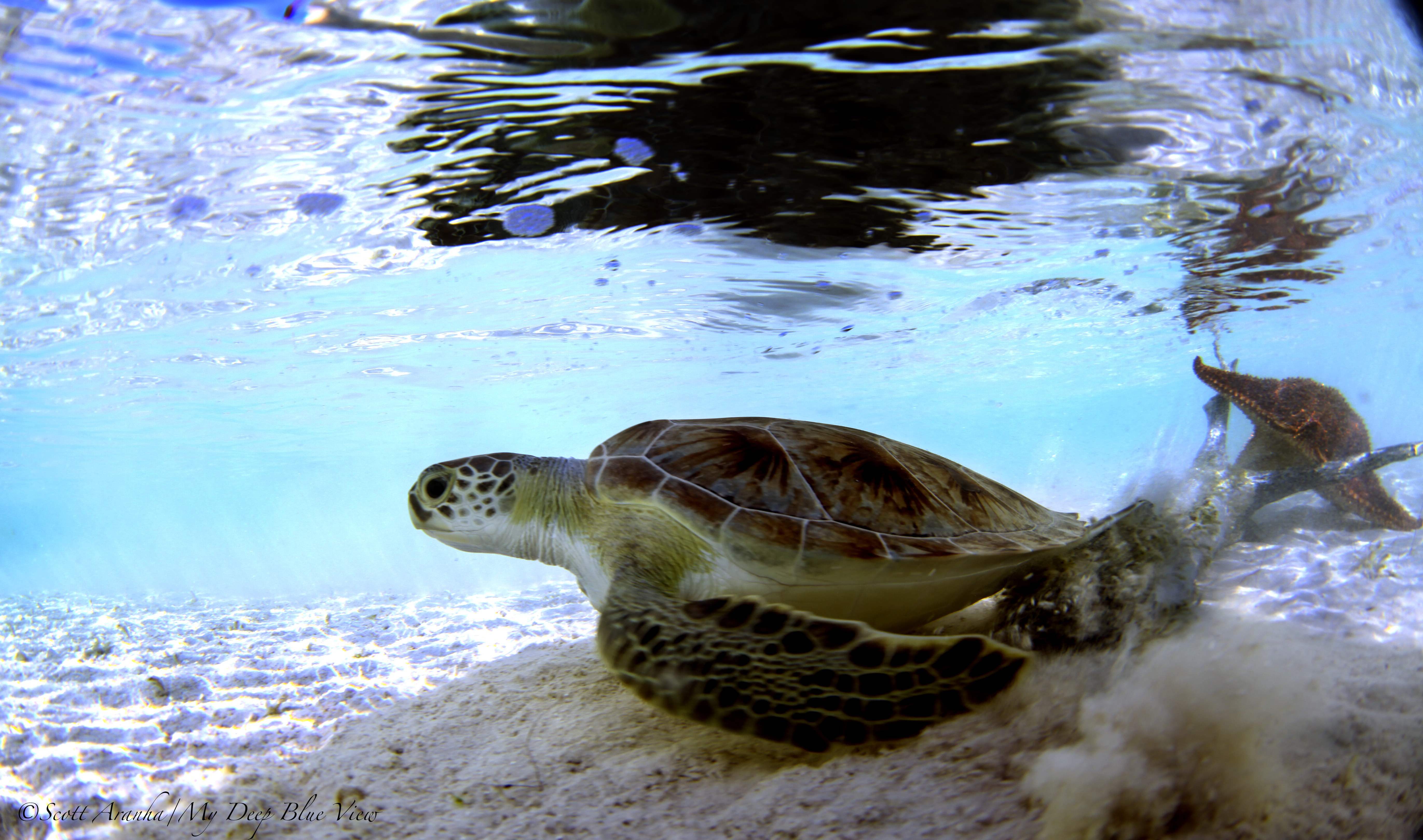 Turtles030.jpeg