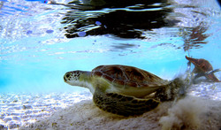 Turtles030.jpeg