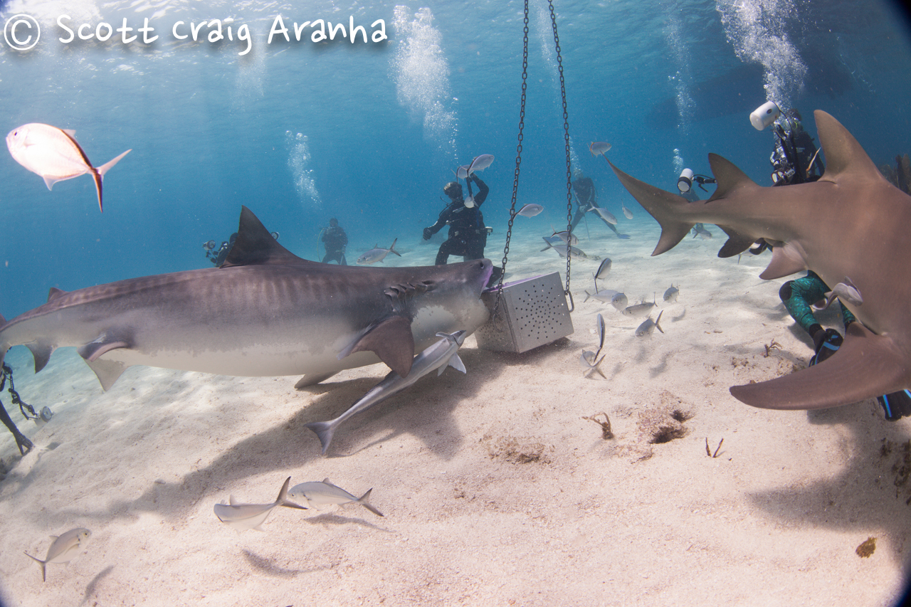 Shark023.JPG
