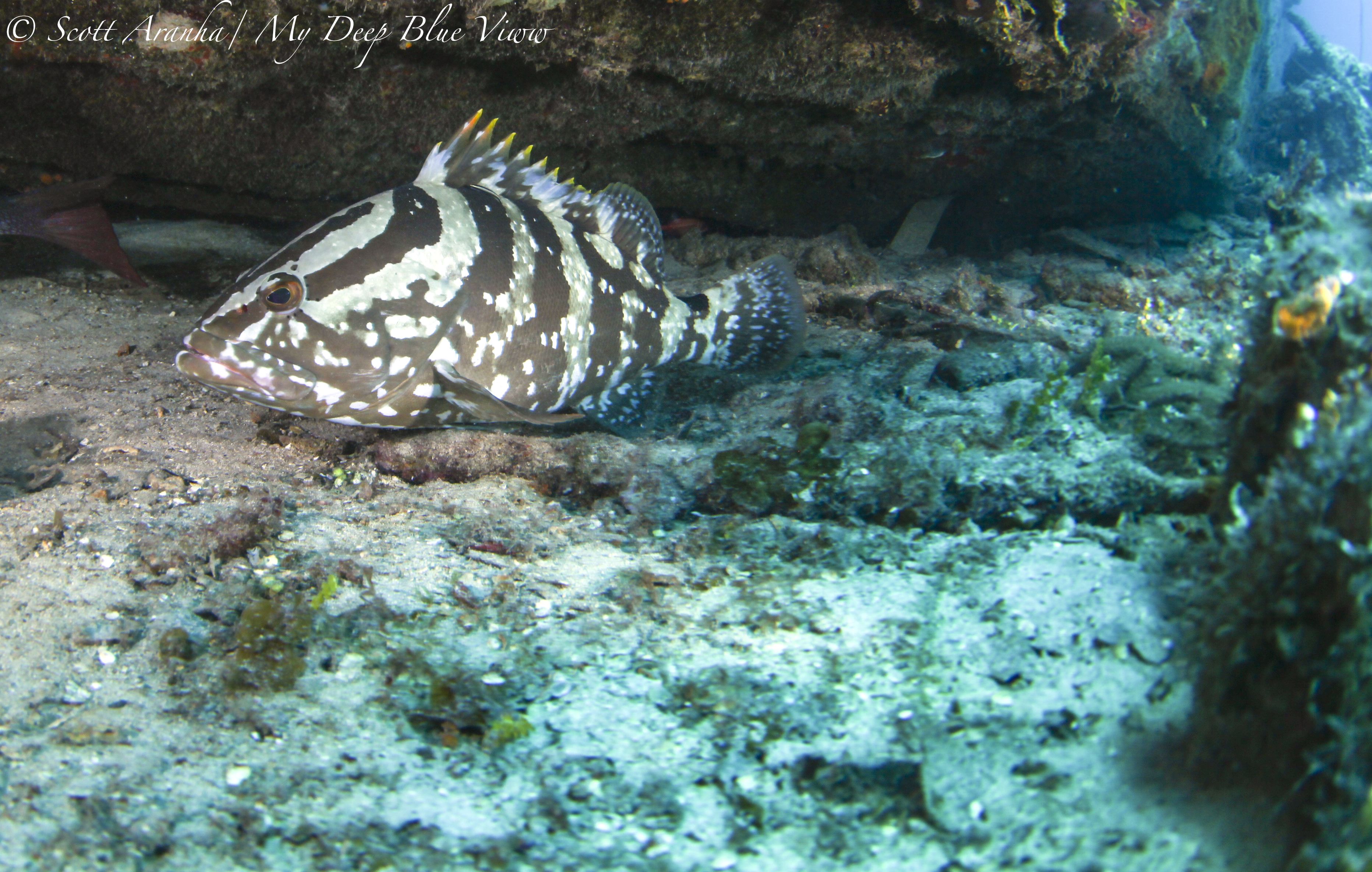 Grouper007.jpeg