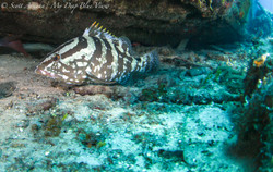 Grouper007.jpeg