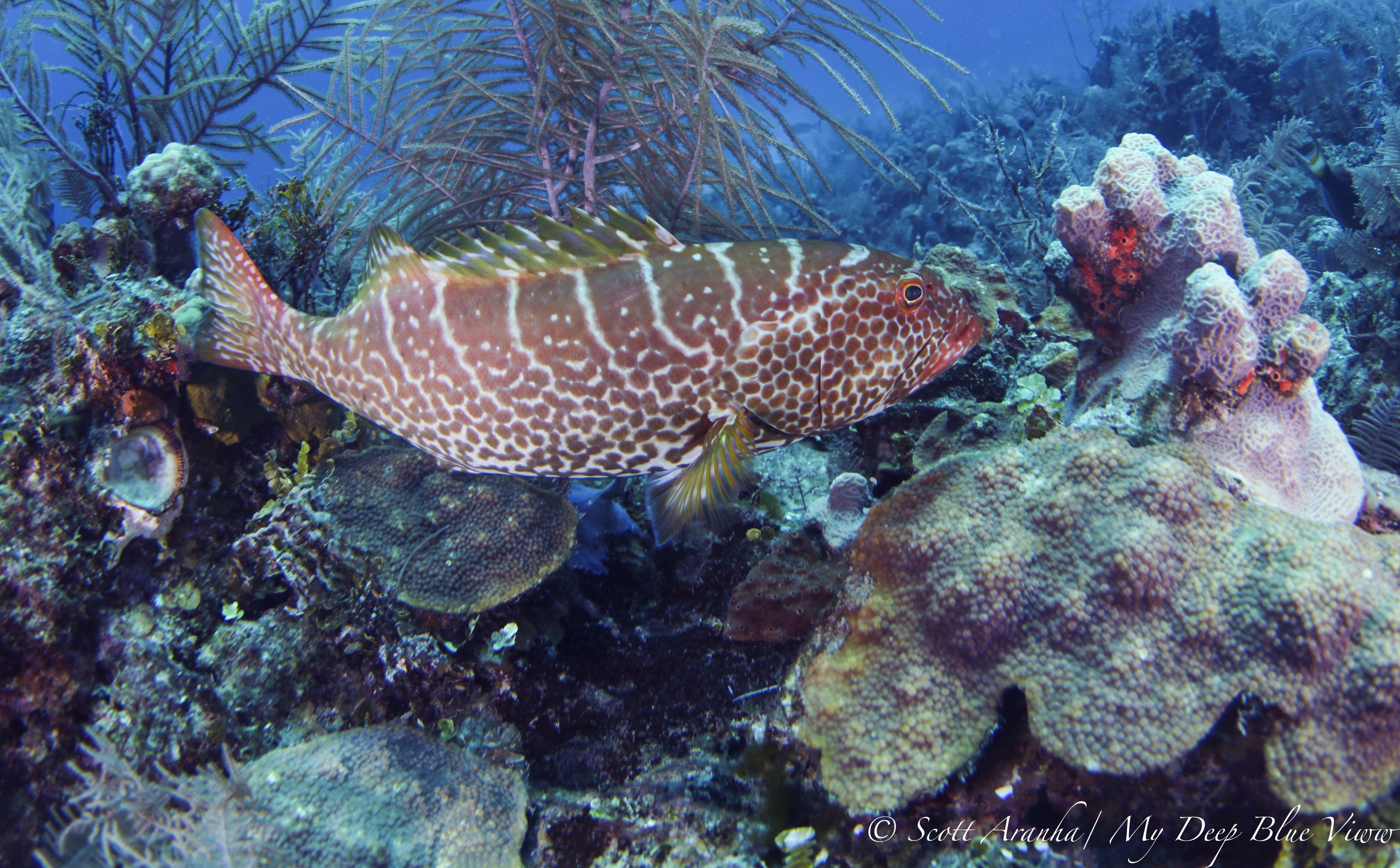 Grouper010.jpeg