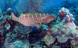 Grouper010.jpeg