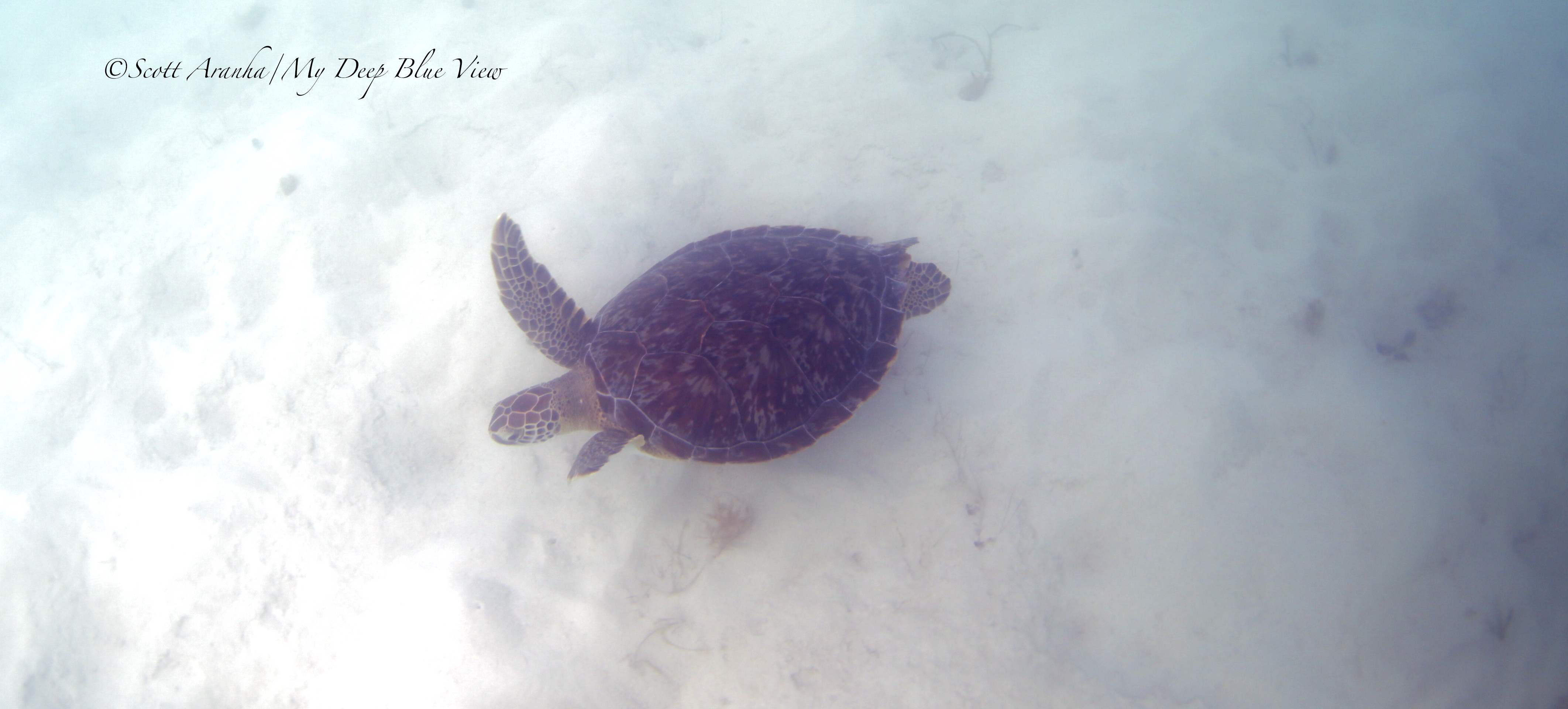 Turtles009.jpeg