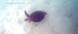 Turtles009.jpeg