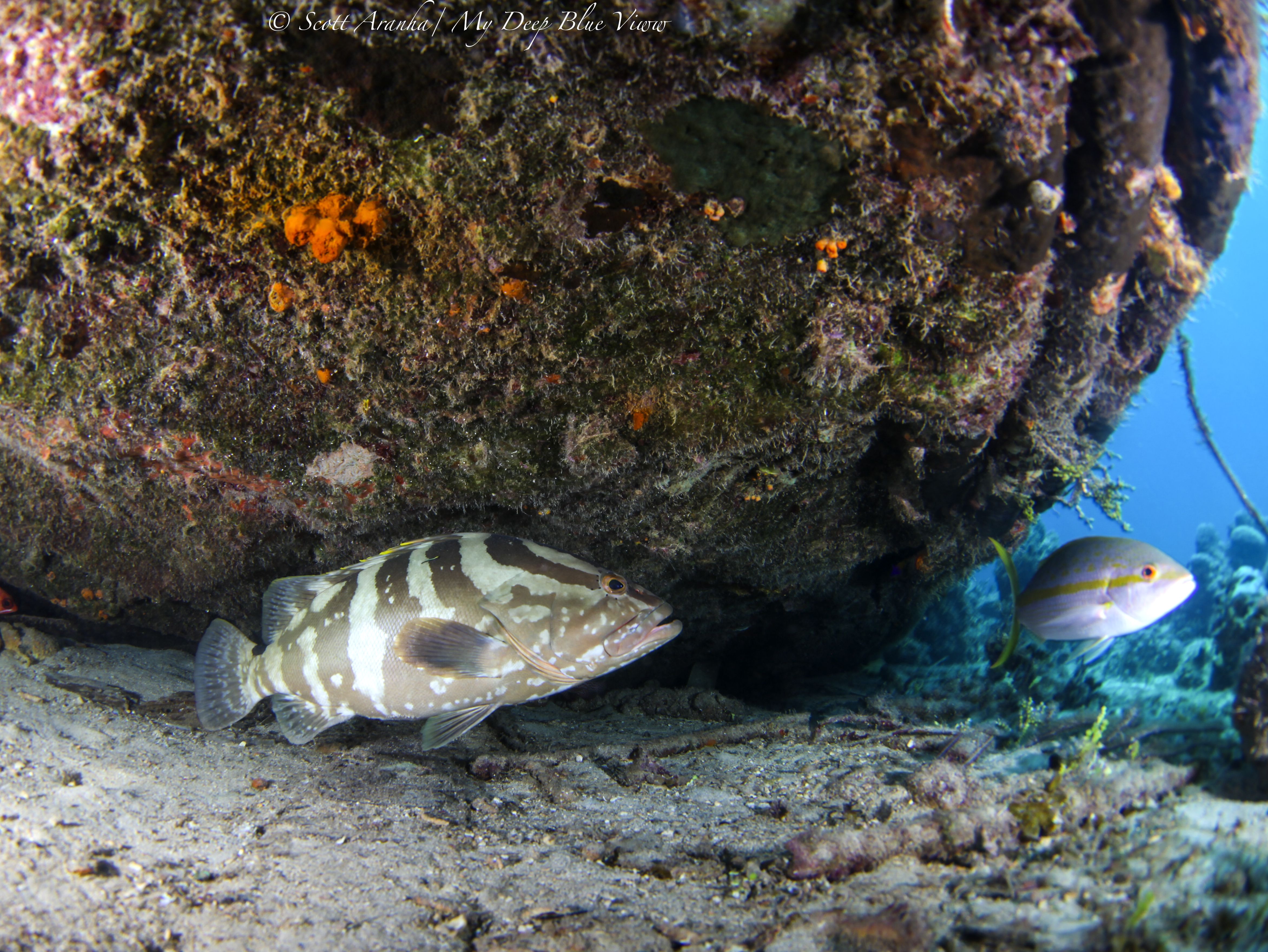 Grouper005.jpeg