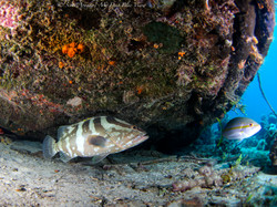 Grouper005.jpeg