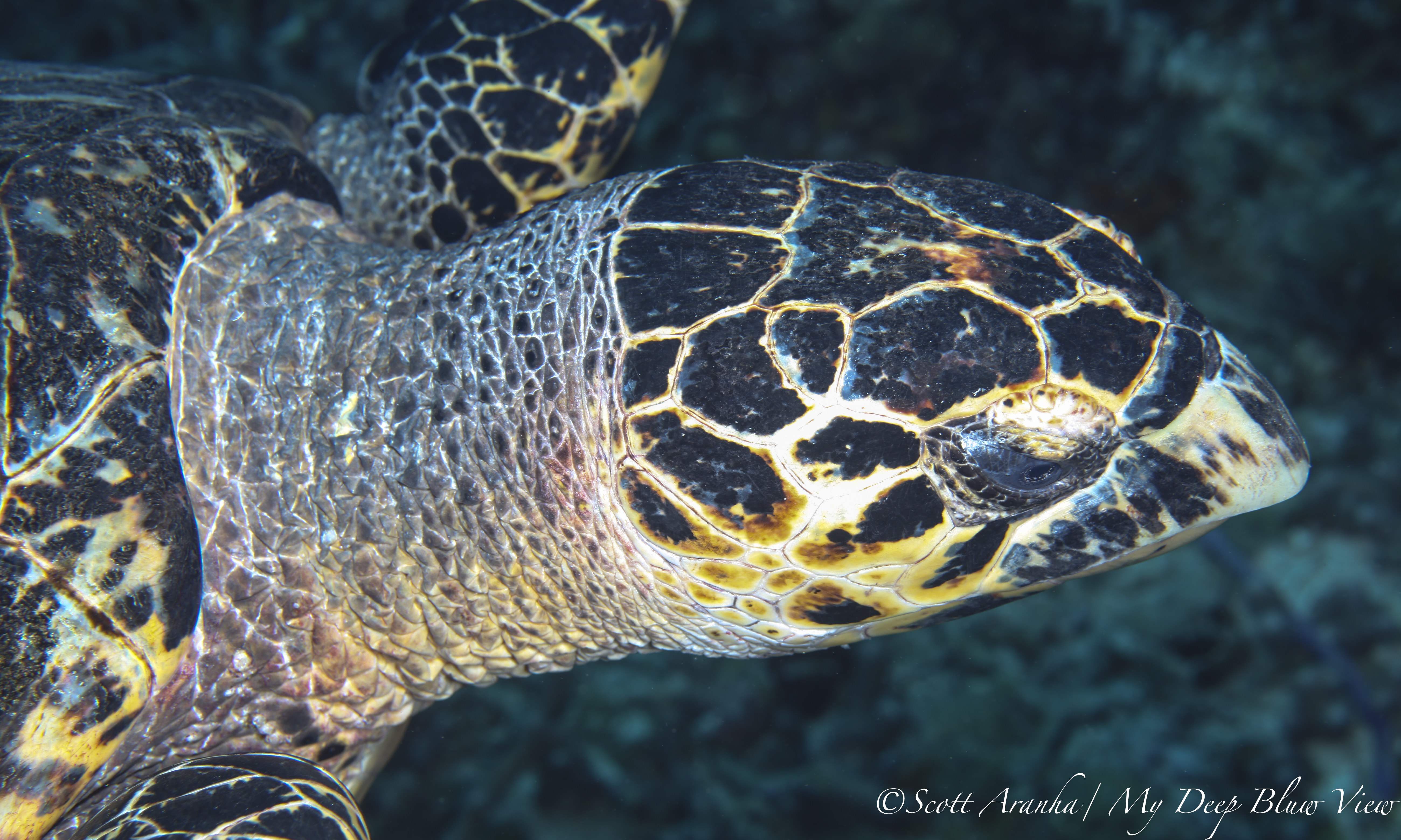 Turtles058.jpeg