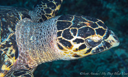Turtles058.jpeg