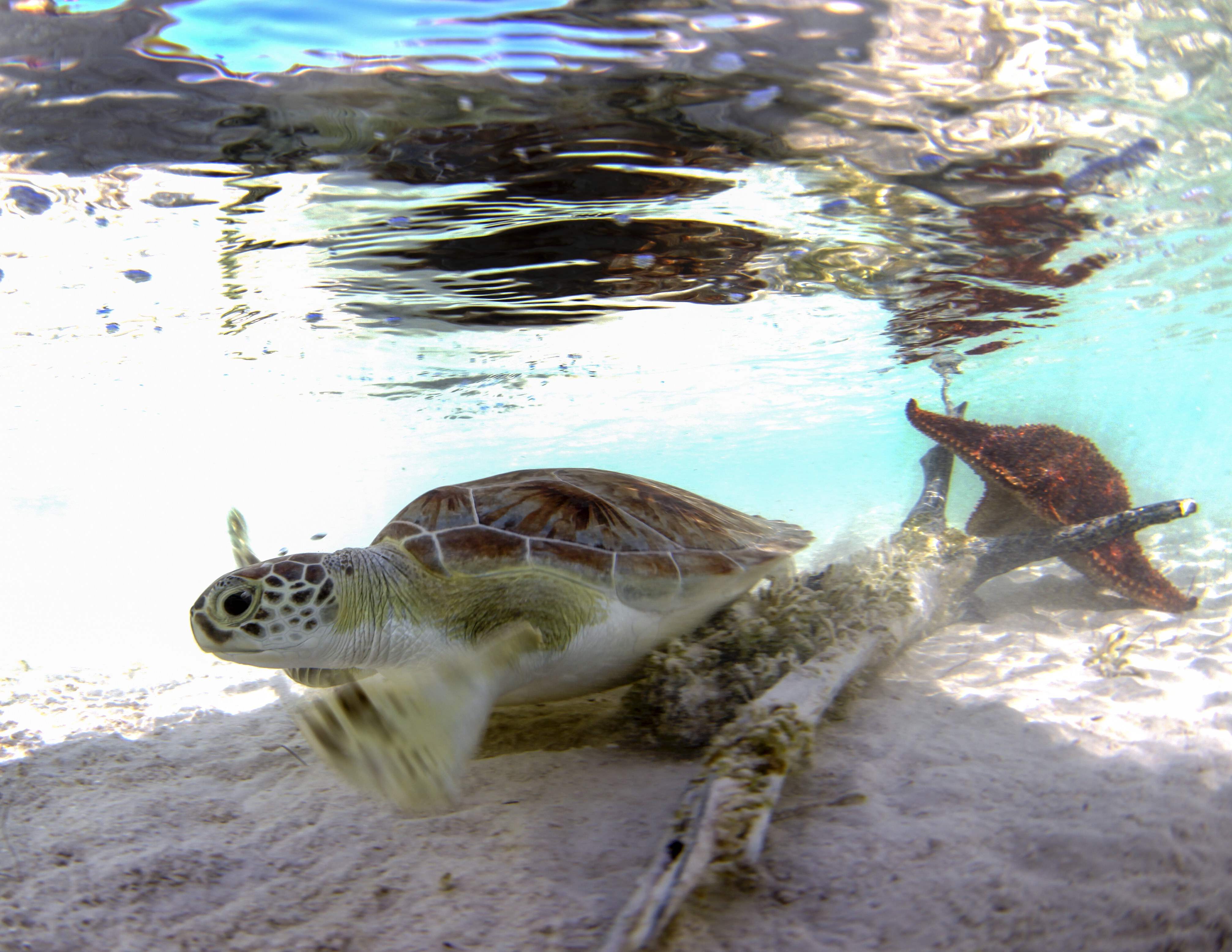 Turtles028.jpeg