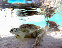 Turtles028.jpeg