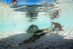 Turtles025.jpeg