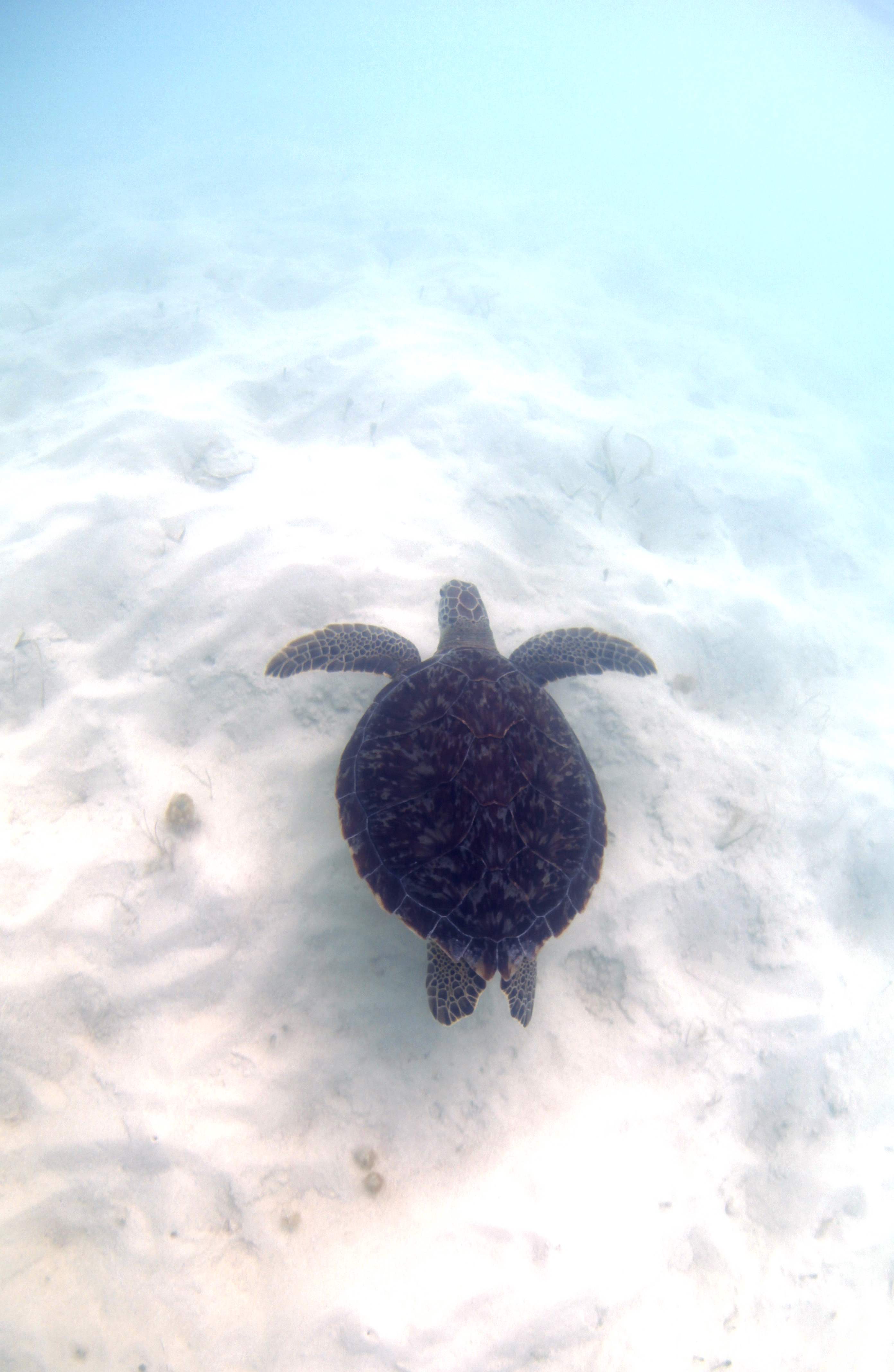 Turtles006.jpeg