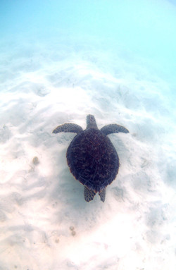 Turtles006.jpeg
