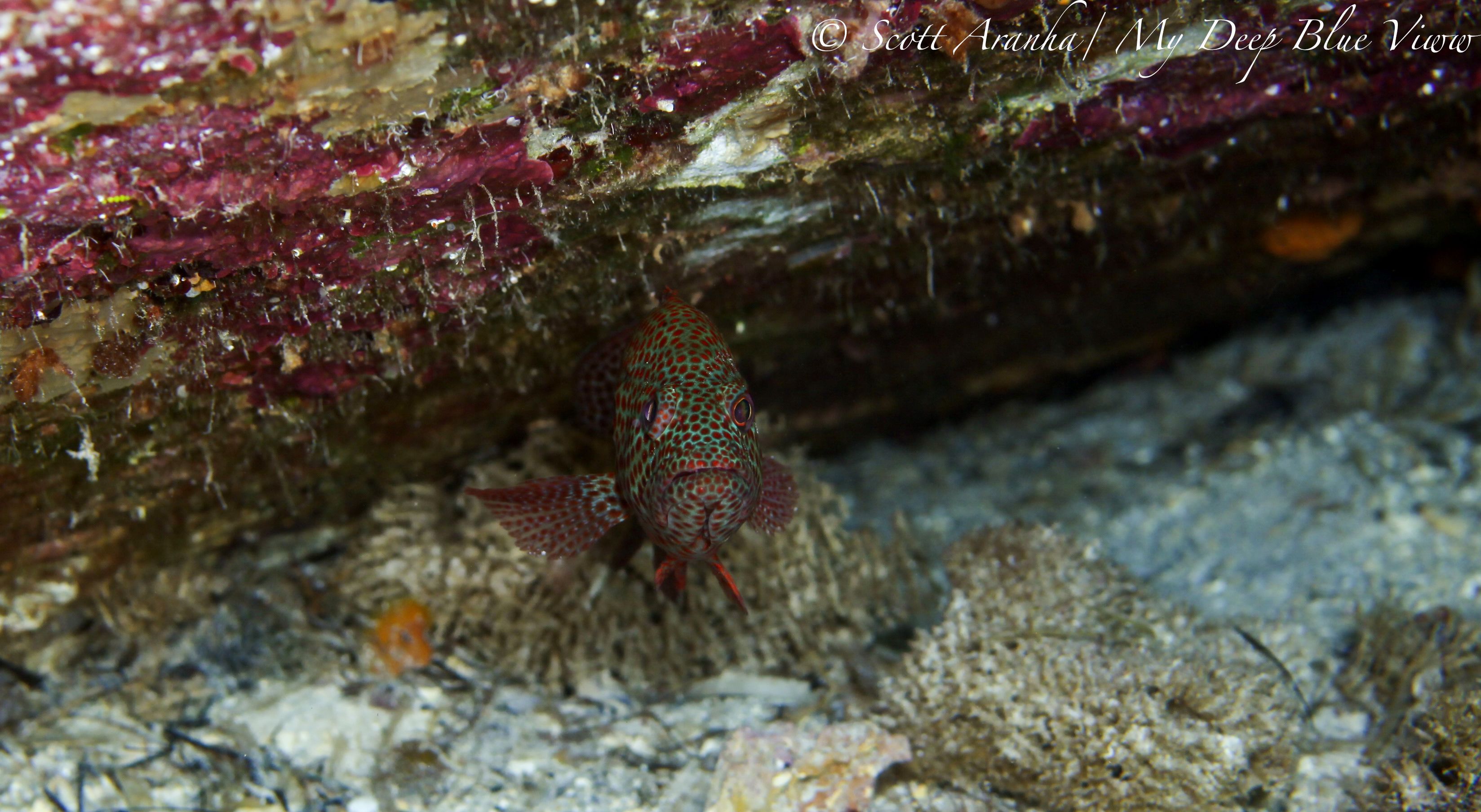 Grouper027.jpeg