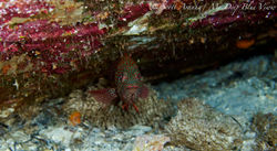 Grouper027.jpeg