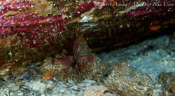 Grouper027.jpeg