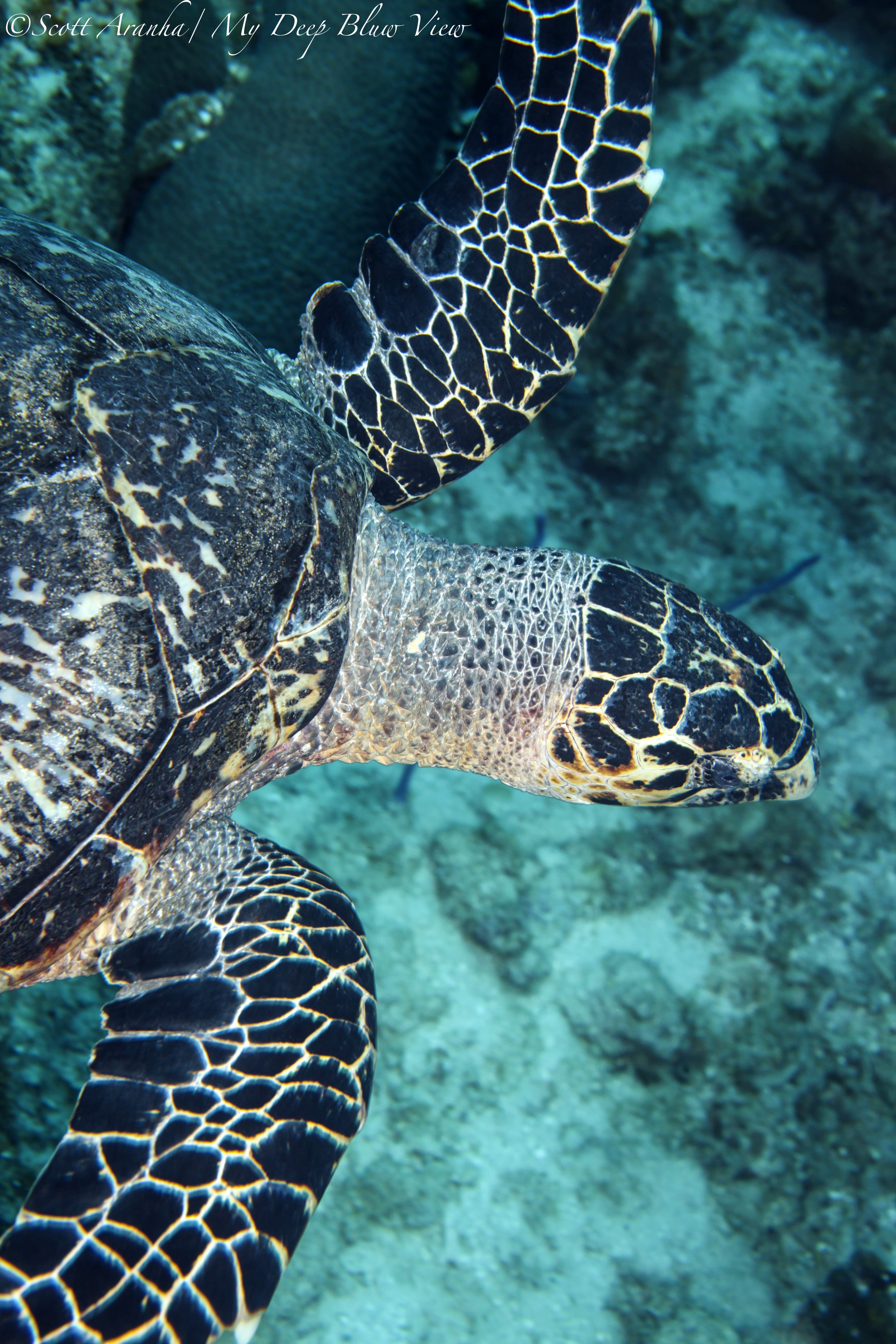 Turtles061.jpeg