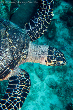 Turtles061.jpeg