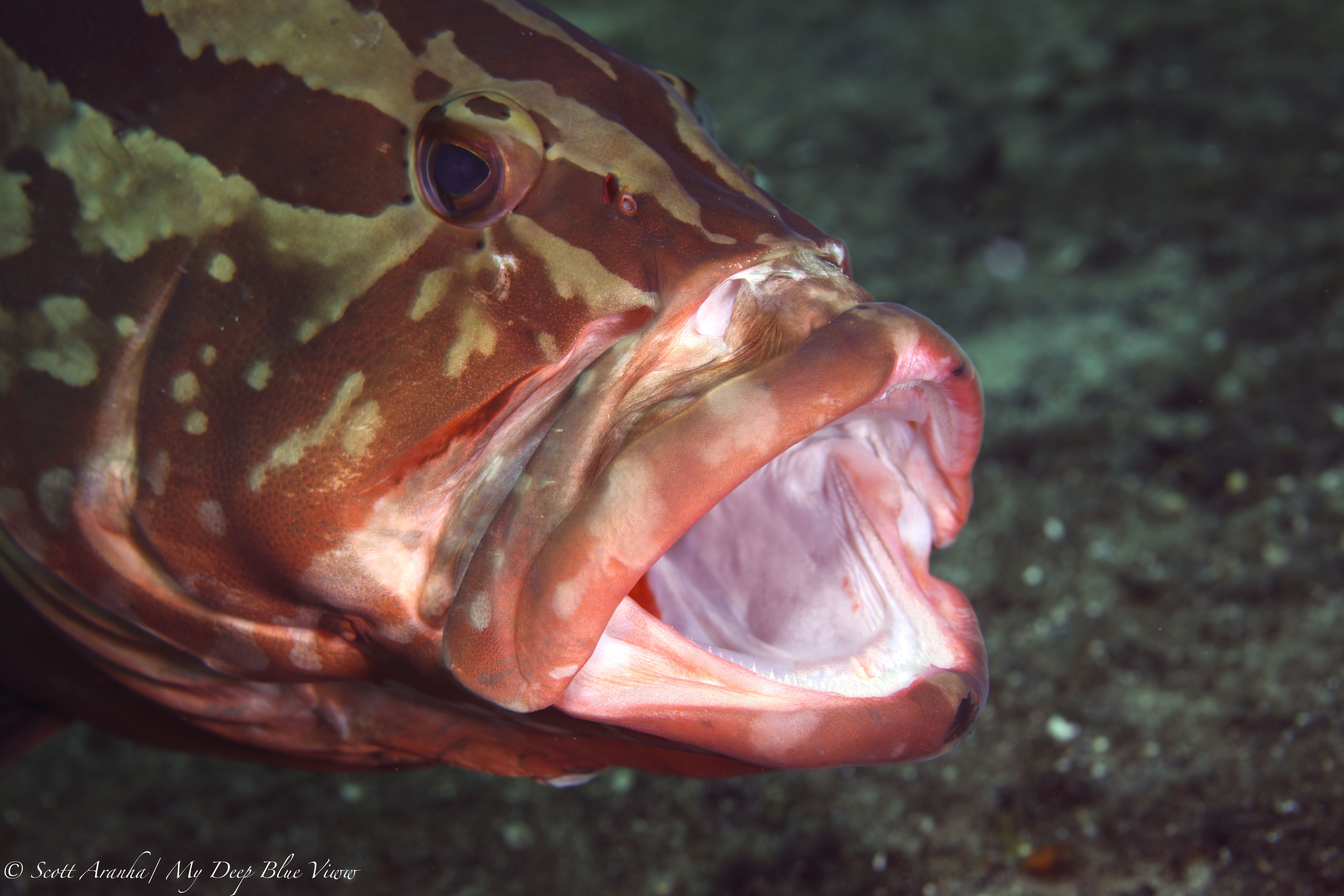 Grouper024.jpeg