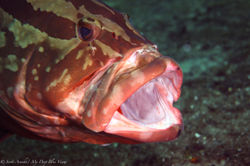 Grouper024.jpeg