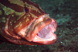 Grouper024.jpeg