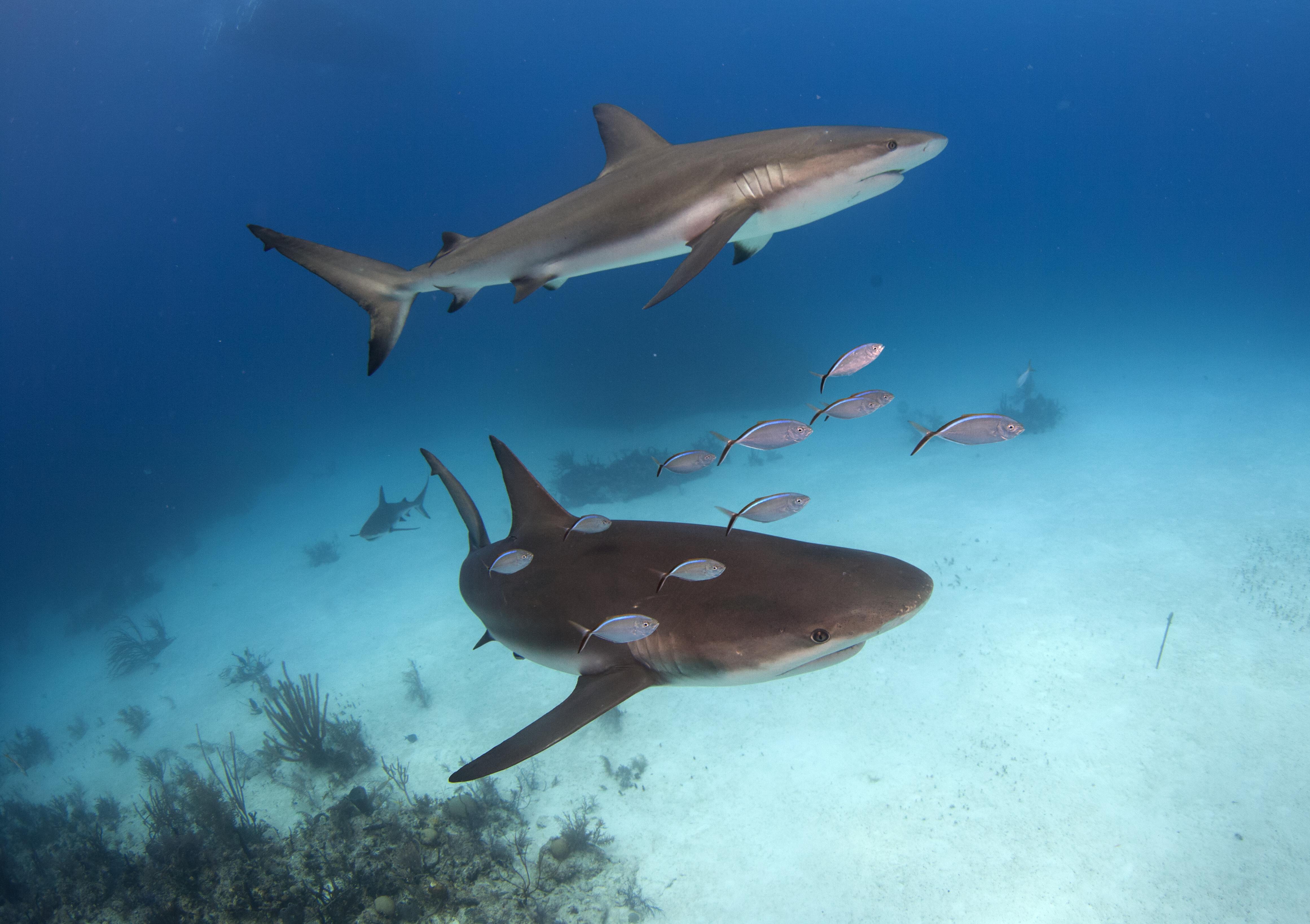 Shark078.JPG