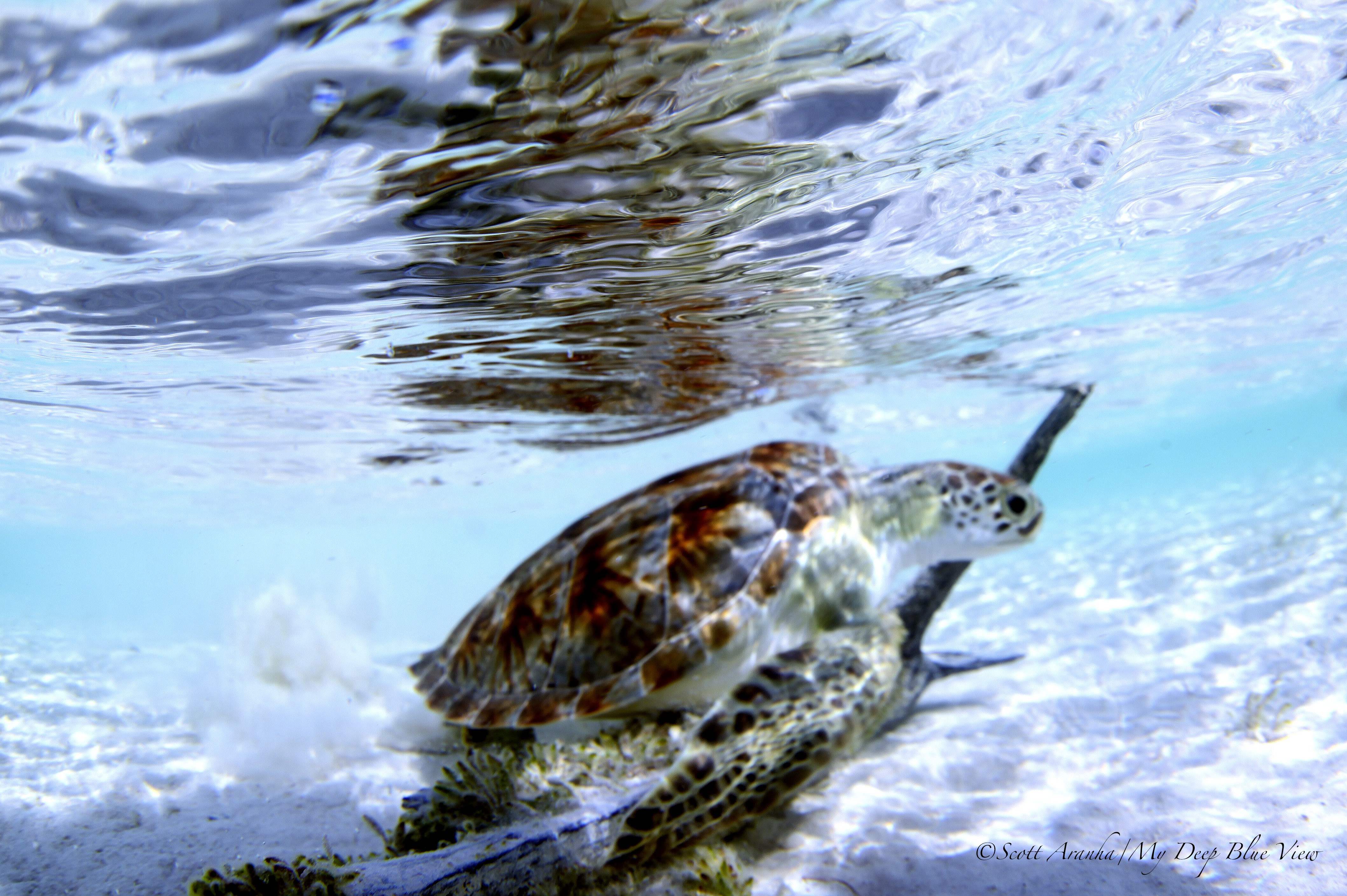 Turtles015.jpeg