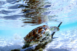 Turtles015.jpeg