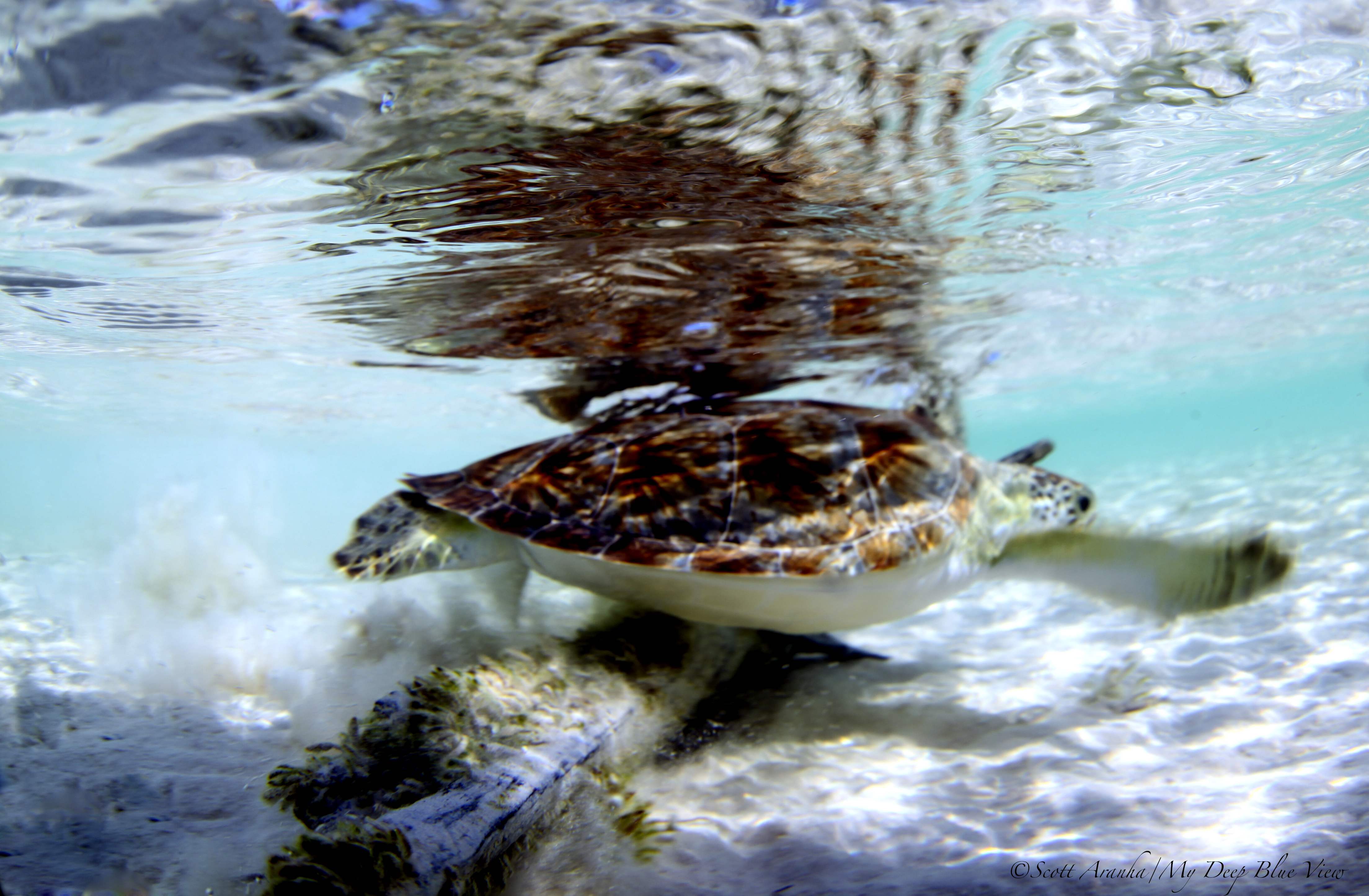 Turtles016.jpeg