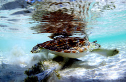 Turtles016.jpeg