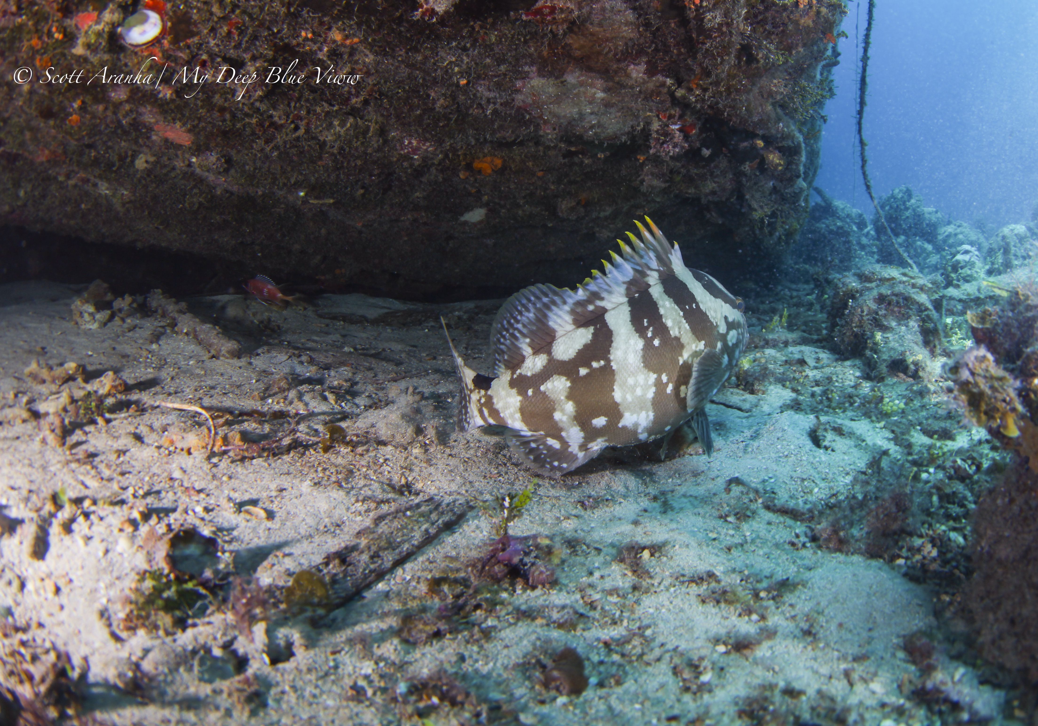 Grouper003.jpeg