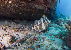 Grouper003.jpeg