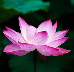 Lotus rose, évoquant nos différentes parts 