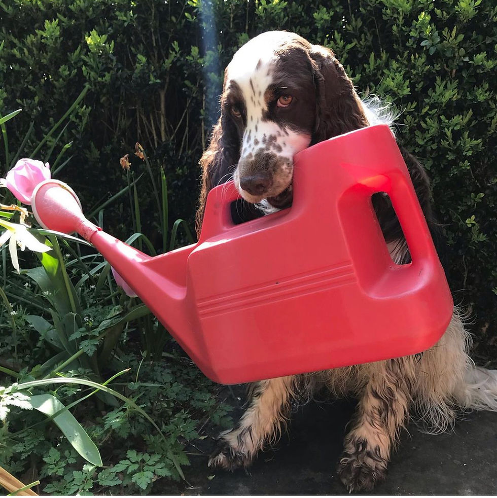 Thumbnail: Hold, carry, pull & push and other great mouth tricks