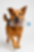 Dog with plastic bottle