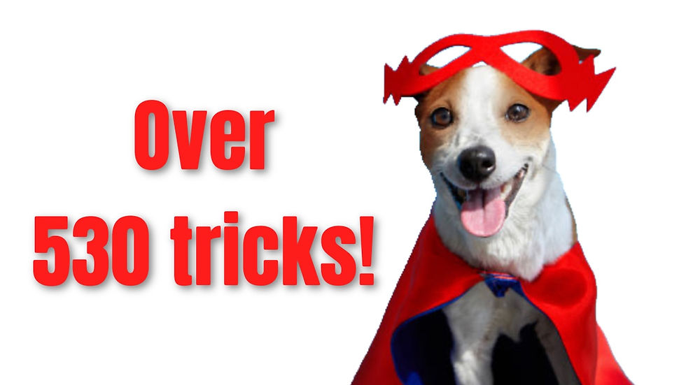Over 530 Tricks Now Boost Your Trick Dog Training over-530-tricks-now-boost-your-trick-dog-training