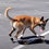 Thumbnail: Teach your dog to skateboard with Omar Von Muller