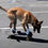 Thumbnail: Teach your dog to skateboard with Omar Von Muller