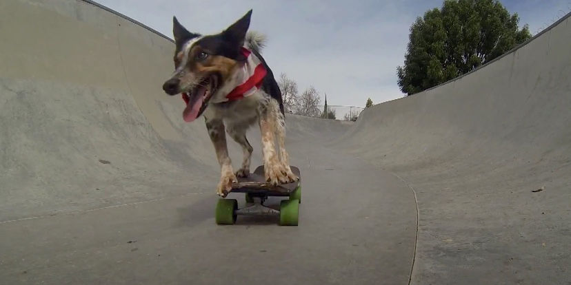 Thumbnail: Teach your dog to skateboard with Omar Von Muller