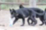 Seal German Shepherd