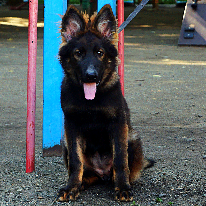 German Shepherd Virginia Volhouden
