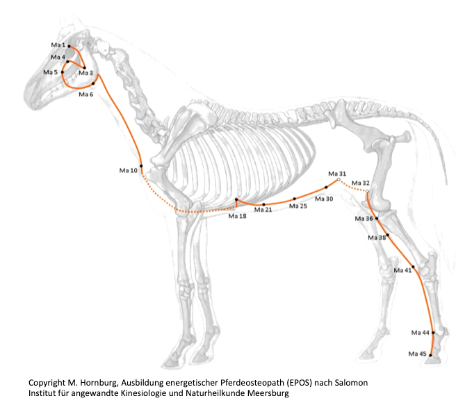 Magenmeridian Pferd, Energetische Pferdeosteopathie nach Salomon (EPOS)
