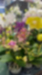 Orchid in Toronto - Julia Garden at Jamestown Milk